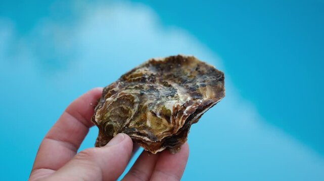 Mediterranean oyster (Ostrea edulis) in hand on a blue background. Oyster farming industry. Minimal. Shallow depth of field.