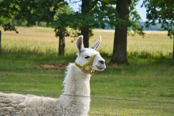 Fototapeta premium White Llama in a Green Meadow Under Rural Sunshine.