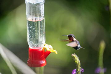 Fototapeta premium Gorgeted woodstar (Chaetocercus heliodor) hummingbird in flight at a hummingbird feeder, at a lodge outside of Baeza, Ecuador