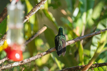 Fototapeta premium Buff-tailed coronet (Boissonneaua flavescens) hummingbird perched on a branch at a lodge outside of Baeza, Ecuador