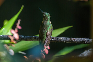 Fototapeta premium Buff-tailed coronet (Boissonneaua flavescens) hummingbird perched on a branch at a lodge outside of Baeza, Ecuador