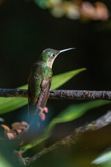 Fototapeta premium Buff-tailed coronet (Boissonneaua flavescens) hummingbird perched on a branch at a lodge outside of Baeza, Ecuador