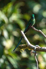 Fototapeta premium Long-tailed sylph (Aglaiocercus kingii) perched on a branch at a lodge outside of Baeza, Ecuador