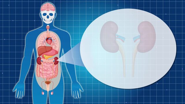Animated human anatomy diagram showing internal organs with focus on kidneys on a blue grid background.