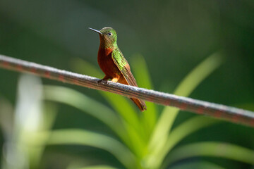 Fototapeta premium Chestnut-breasted coronet (Boissonneaua matthewsii) hummingbird perched on a rope at a lodge outside of Baeza, Ecuador