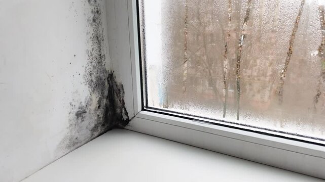 Black mold spreading on white wall beside window, moisture accumulation and condensation visible, home interior showing dampness and damage, unhealthy condition, wall texture closeup