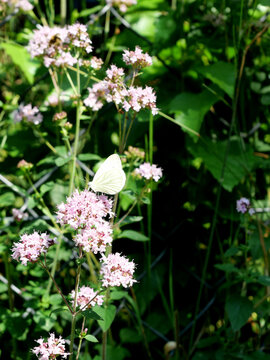 White Butterfly, Pieris sp., on Flowering Oregano, Origanum vulgare, in Summer Vegetation