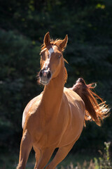 Horse with long mane portrait in motion © kwadrat70
