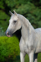 Arabian stallion portrait