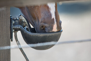 Horse drink water in farm © kwadrat70