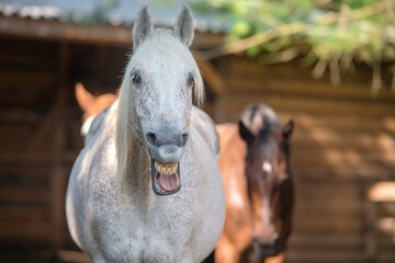 Horse  looking like he is laughing © kwadrat70