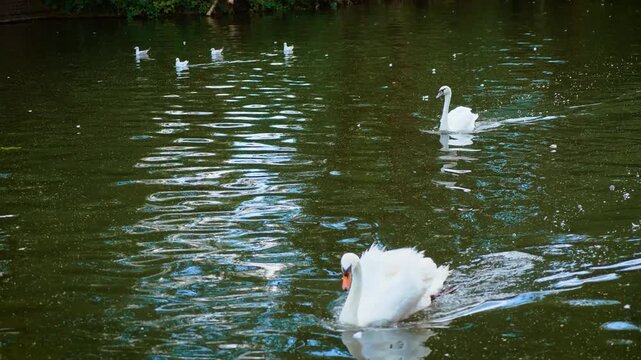White swans swimming on park lake with gulls across dark green water. Mute swans among ripples near wooded shoreline. Wild water birds on freshwater pond bordered by dense trees