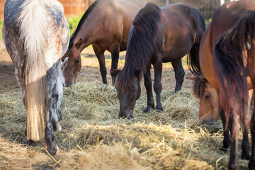 Horses eating hay in paddock © kwadrat70