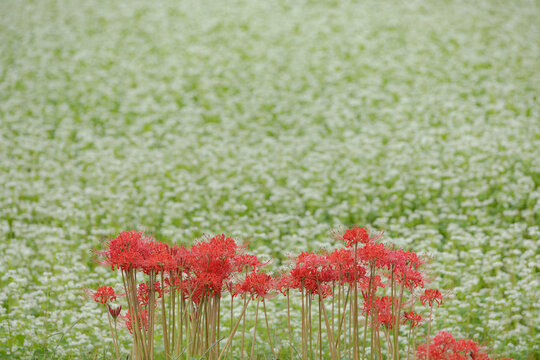 満開のそばの花をバックにした彼岸花