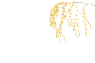 Minimalist premium eco botanical photo of yellow mimosa acacia flowers branch on isolated white background with horizontal copy space © Tanaly