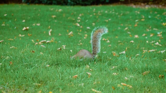Grey squirrel burying food in soil for winter among dry fallen leaves. Wild rodent caching food on woodland floor with bushy tail beside body. Autumn wildlife storing food among leaf litter and small