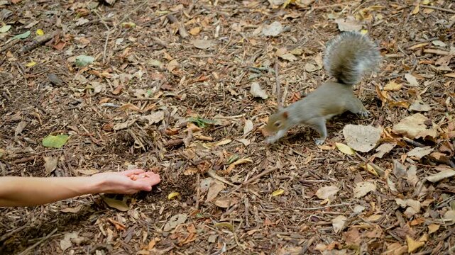 Grey squirrel biting human finger during hand feeding in woodland park. Wild squirrel nipping person while taking nuts from open palm. Close encounter between urban wildlife and human hand among