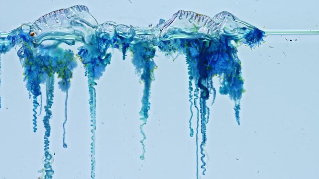 Despite resembling a jellyfish, the Portuguese man of war is a colonial hydrozoan composed of specialized organisms working together as a single unit. Dangerous Jellyfish in Tropical Waters