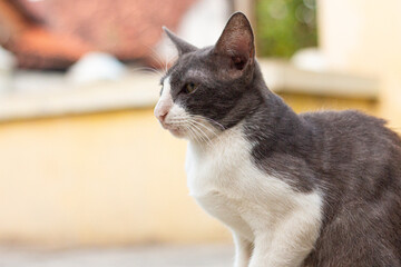 portrait of a cat © Bisri
