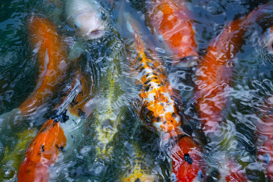 Colorful koi fish gather beneath rippling water, creating vivid aquatic pattern with orange, white, yellow, and black scales in decorative pond scene