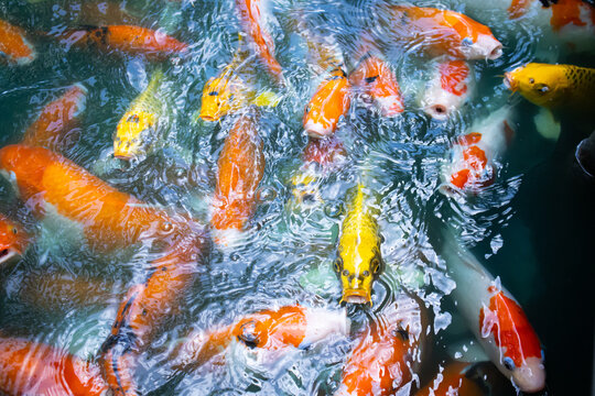 Ornamental koi fish crowd rippling pond surface, displaying orange, white, yellow, and black scales in vibrant aquatic pattern