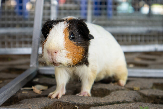 Guinea pig tricolor guinea pig cavy rodent animal pet whisker fur white fur brown fur