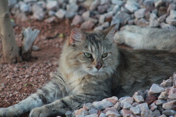 Fluffy gray cat portrait resting on rocks © Tj