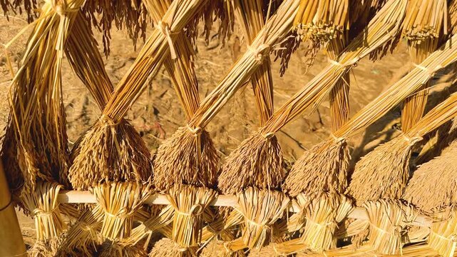 Harvested rice stalks bundled and hung to dry in traditional method on bamboo structure footage.