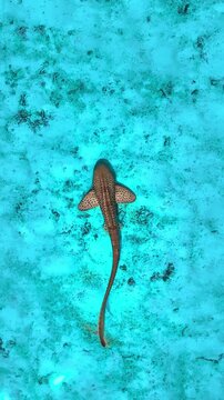 Leopard shark swimming over sandy seabed in clear blue tropical water