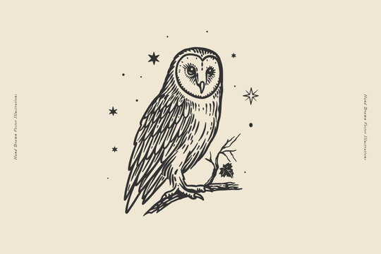 Owl perched on a tree branch surrounded by stars. Hand-drawn engraving style illustration for wildlife themes, posters, prints, branding, packaging, and decorative design.