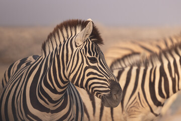 Namibia - Etosha National Park © Luca
