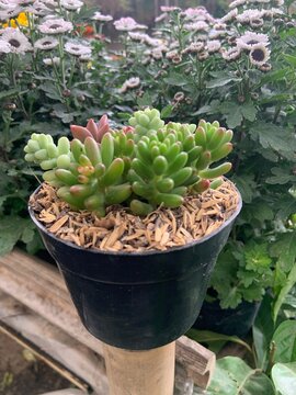 Green succulents thrive in a black pot with wood chips