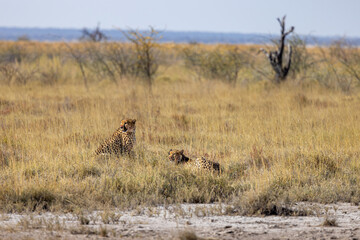 Etosha Ghepardo © Luca