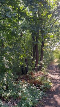 path in the forest