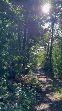 morning in the forest