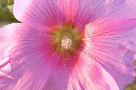 close up rustic flower Common Hollyhock