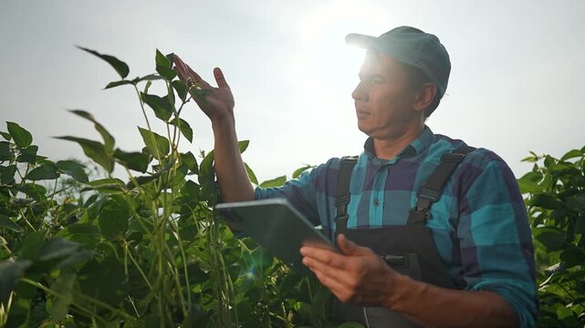 Man reaches hand toward crop while holding tablet. Technology supports growth analysis in agriculture. Farmer inspects plant for development in green field. Crop evaluation using tablet outdoors.