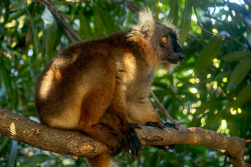 Fototapeta premium Female black lemur