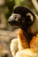 Fototapeta premium Crowned sifaka