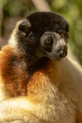 Fototapeta premium Crowned sifaka
