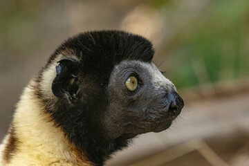 Fototapeta premium Crowned sifaka