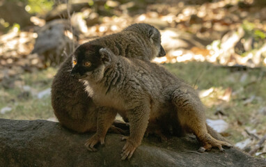 Fototapeta premium Brown lemur