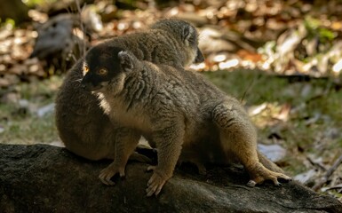 Fototapeta premium Brown lemur