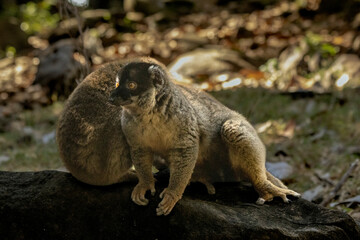 Fototapeta premium Brown lemur