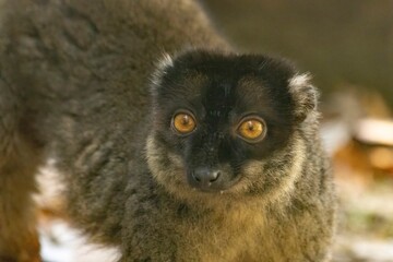 Fototapeta premium Brown lemur