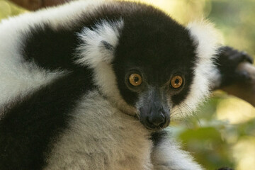 Fototapeta premium Black-and-white ruffed lemur