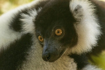 Fototapeta premium Black-and-white ruffed lemur