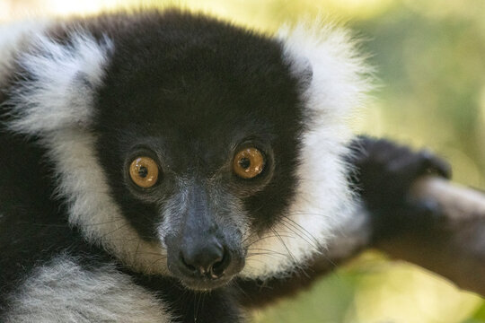 Black-and-white ruffed lemur