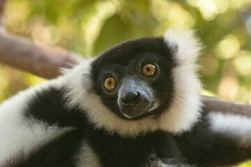 Fototapeta premium Black-and-white ruffed lemur
