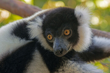 Fototapeta premium black and white lemur